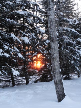 sunrise thru trees